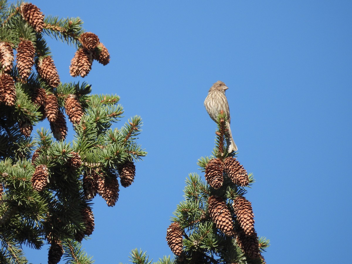 House Finch - Clayton Will