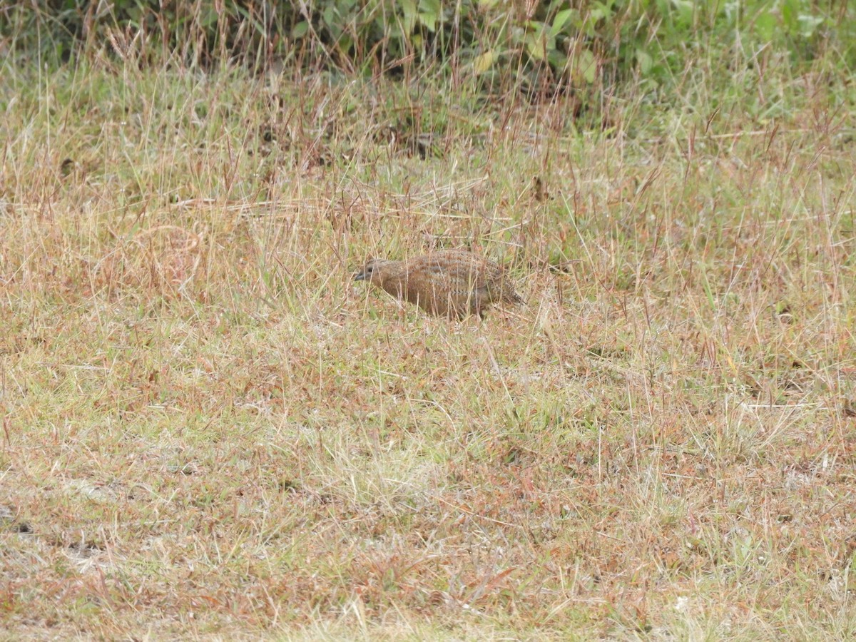 Brown Quail - ML624135438