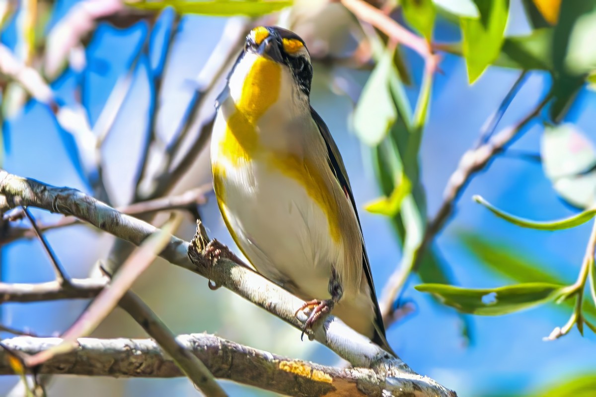 Çizgili Panterkuşu [melanocephalus grubu] - ML624135441