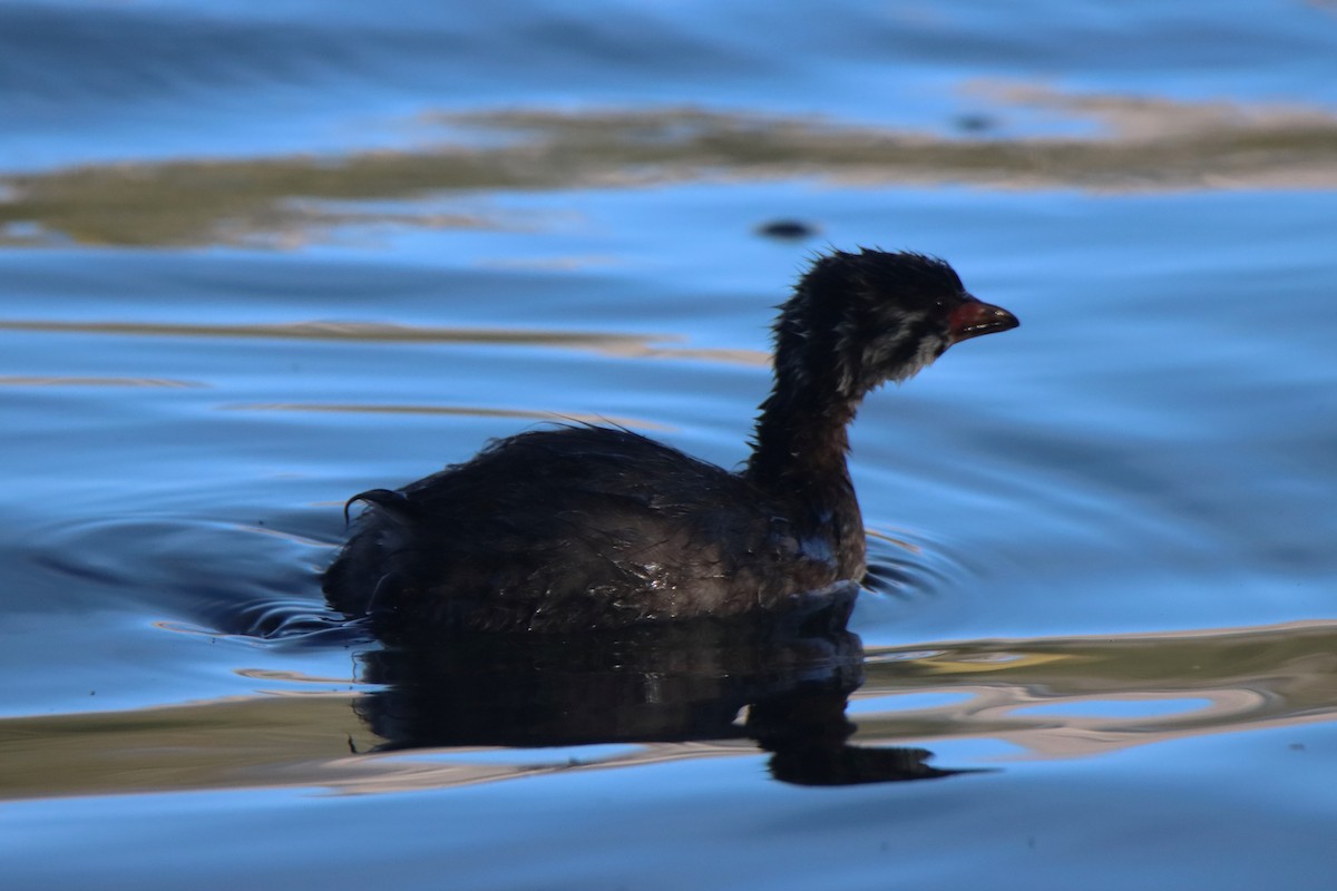 Pied-billed Grebe - ML624135445