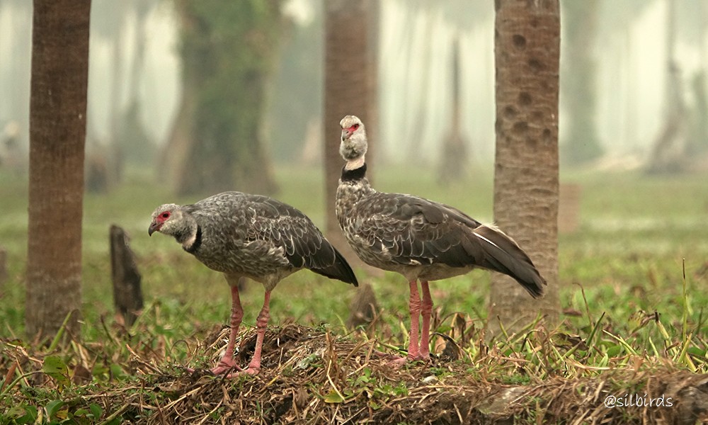 Southern Screamer - ML624135451