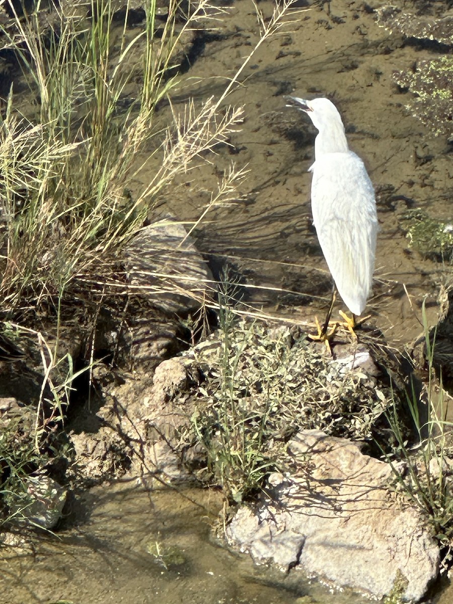 Snowy Egret - ML624135454