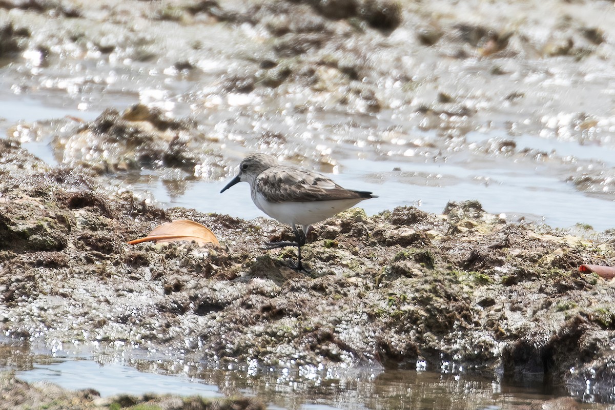 Red-necked Stint - Anonymous