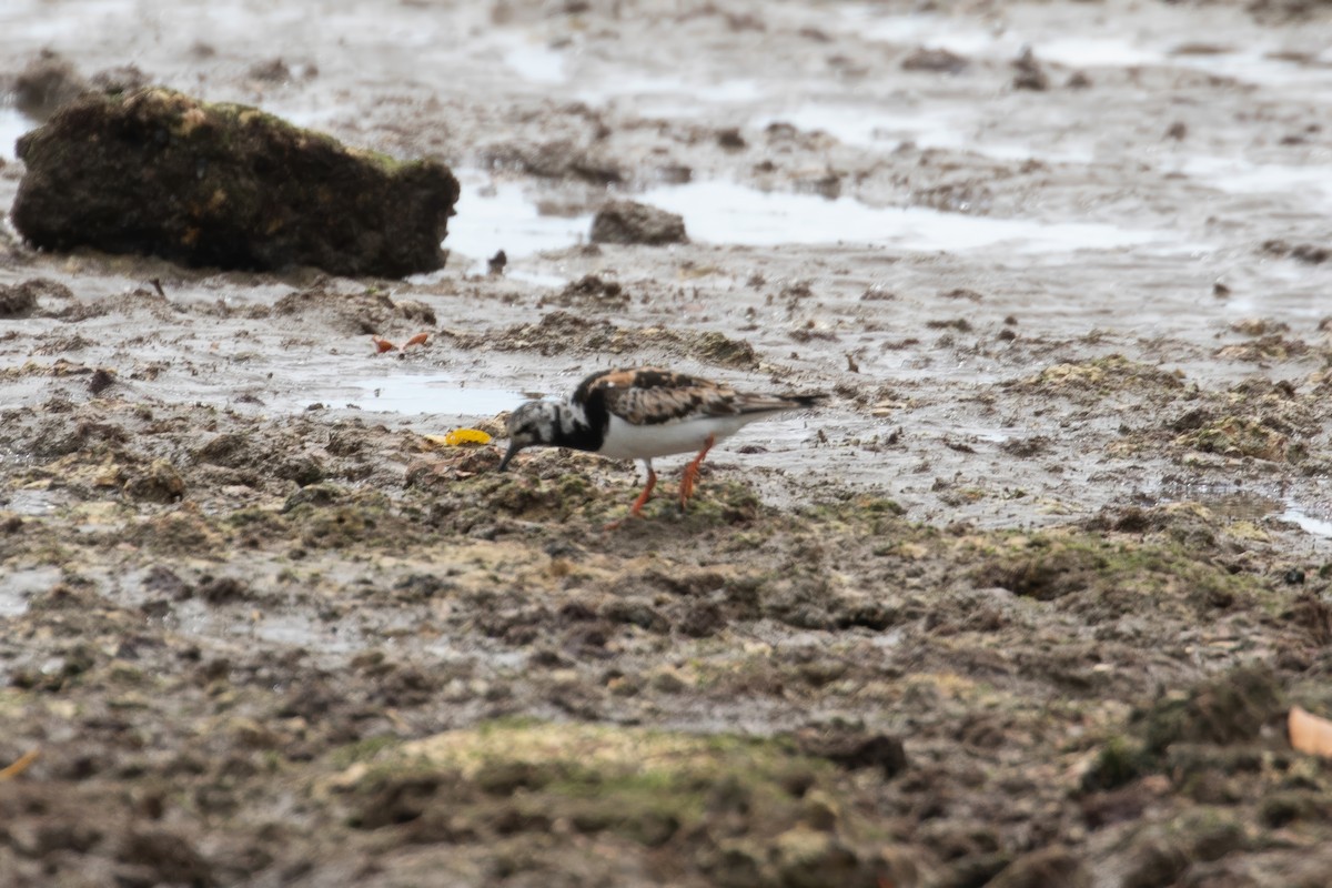 Ruddy Turnstone - Anonymous