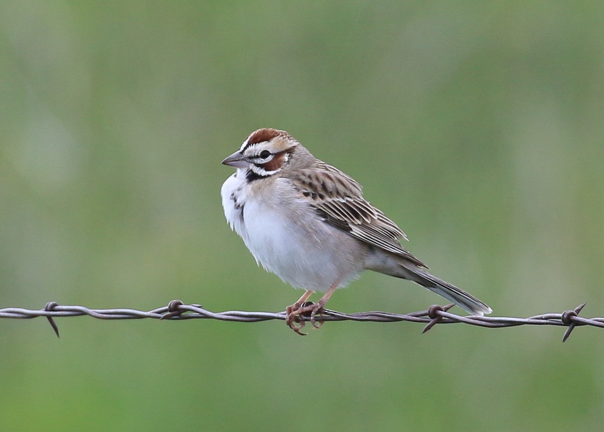 Lark Sparrow - Laura Ellis