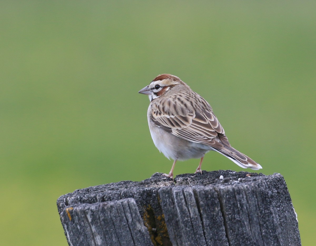 Lark Sparrow - Laura Ellis