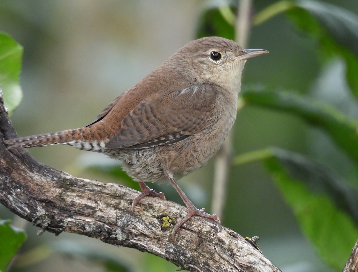 Chochín Criollo - ML624135537