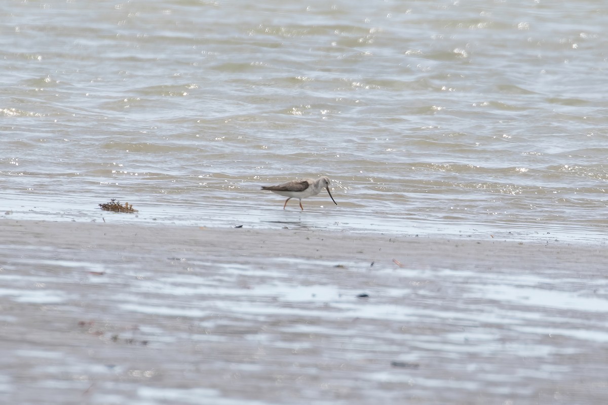 Curlew Sandpiper - Anonymous