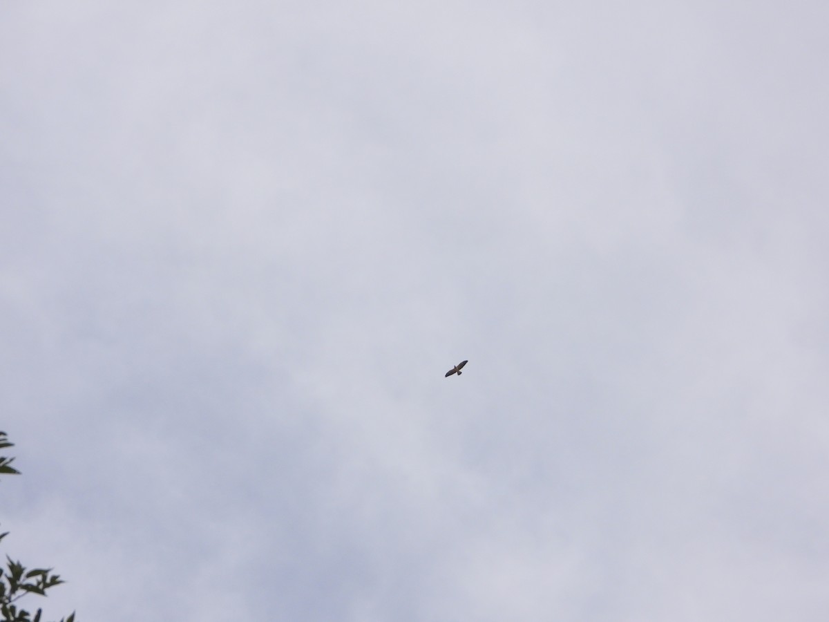 Rotschwanzbussard - ML624135546