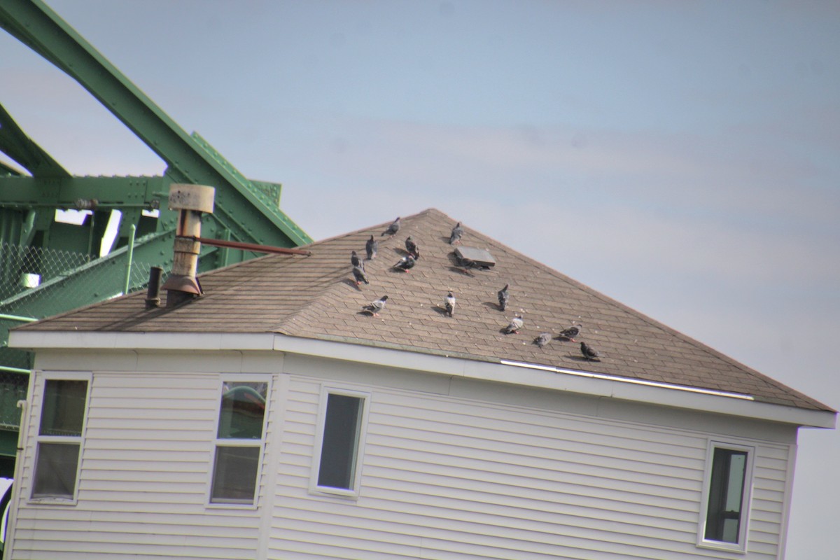 Rock Pigeon (Feral Pigeon) - ML624135553