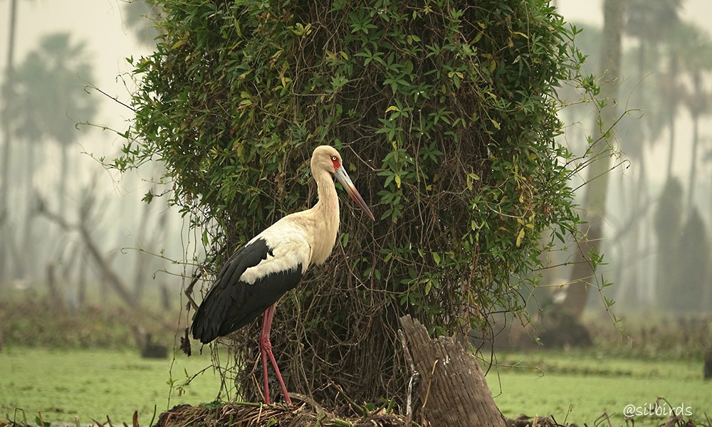 Maguari Stork - ML624135554