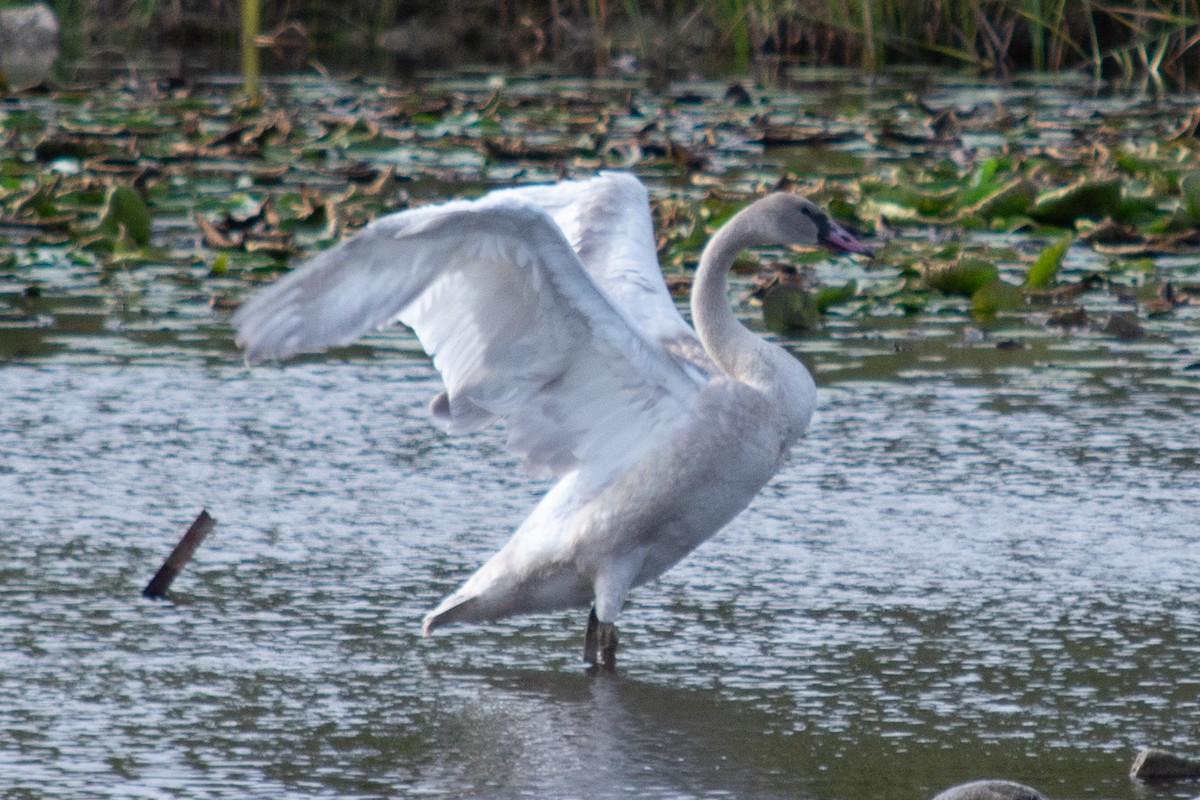 Trumpeter Swan - ML624135557