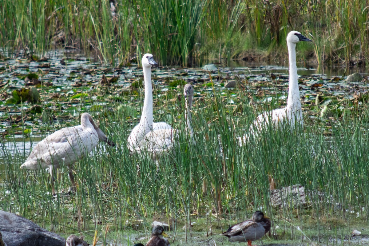 Trumpeter Swan - ML624135558