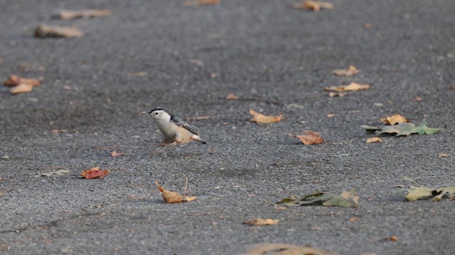 Sittelle à poitrine blanche (carolinensis) - ML624135587