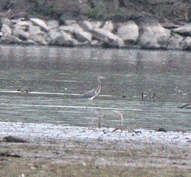 Tricolored Heron - ML624135592