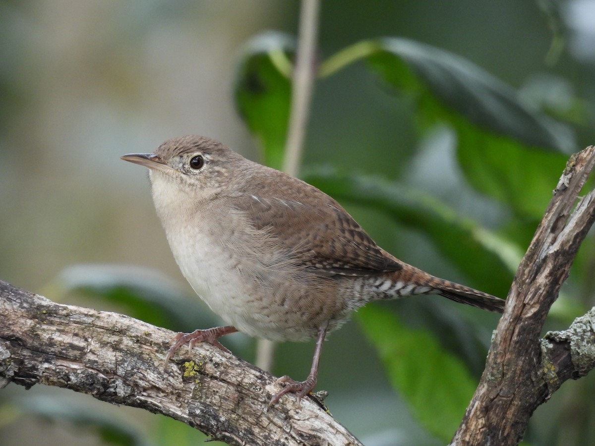 Chochín Criollo - ML624135602