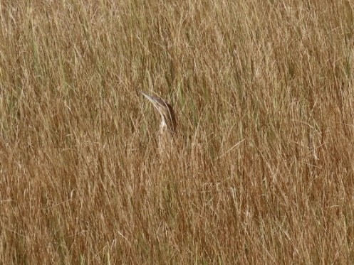 American Bittern - ML624135611