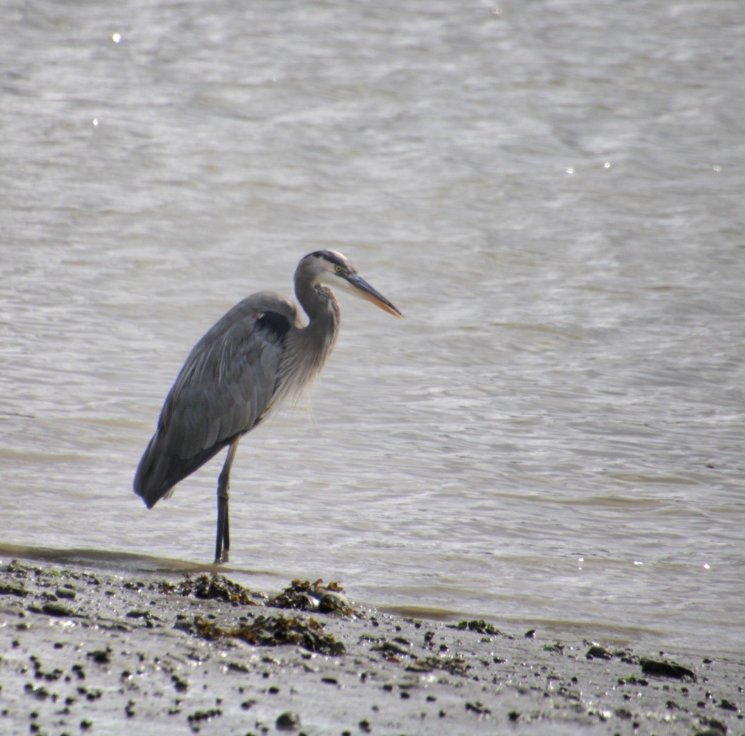 Great Blue Heron (Great Blue) - ML624135642