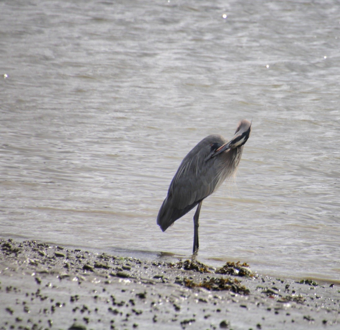 Great Blue Heron (Great Blue) - ML624135643