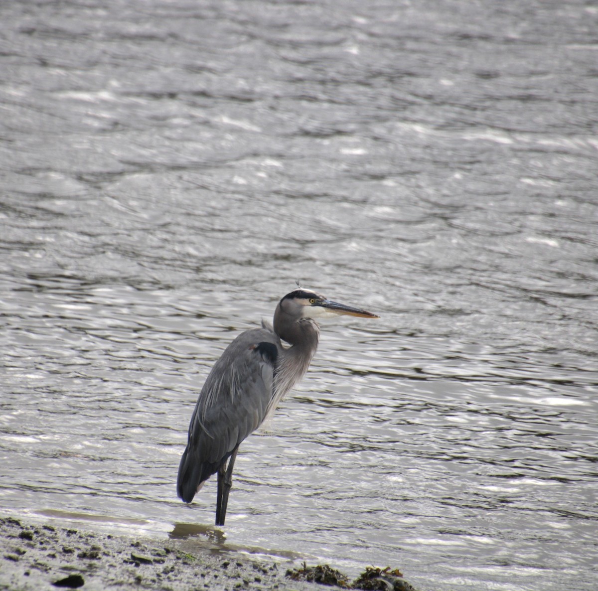 Great Blue Heron (Great Blue) - ML624135644