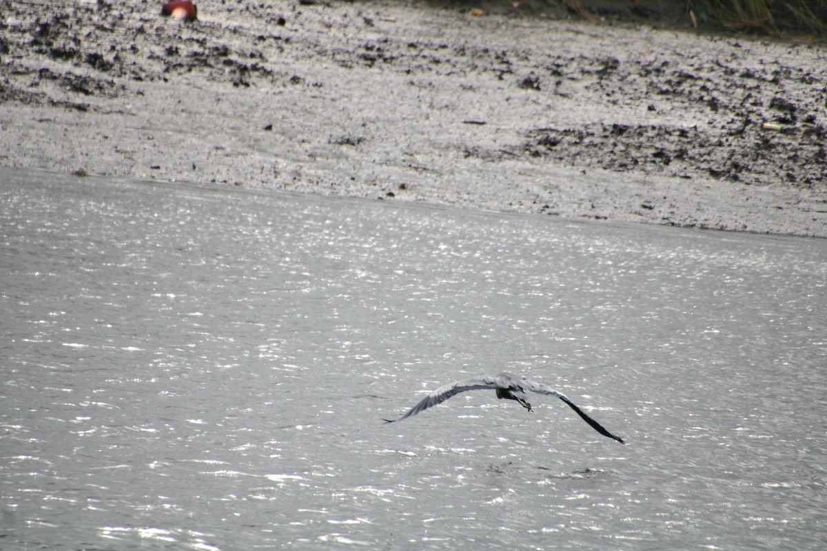 Great Blue Heron (Great Blue) - ML624135647