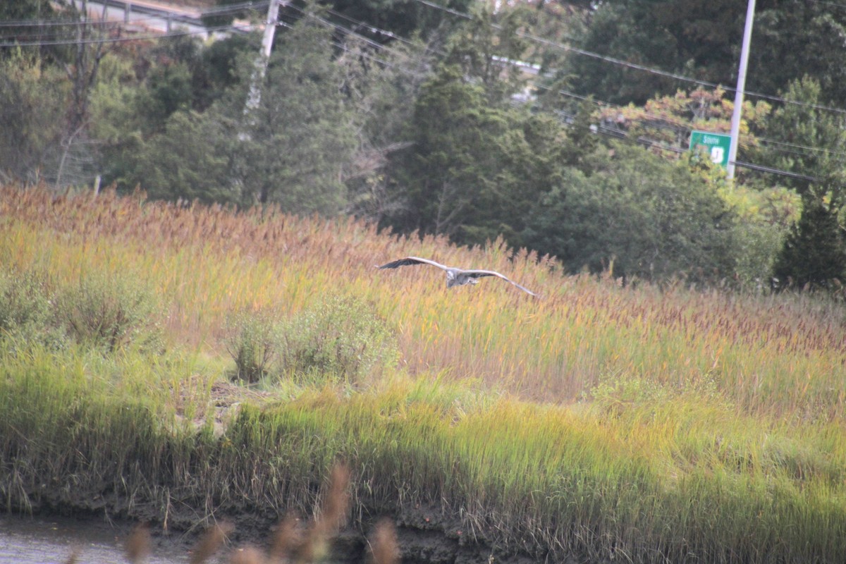 Great Blue Heron (Great Blue) - Samuel Harris