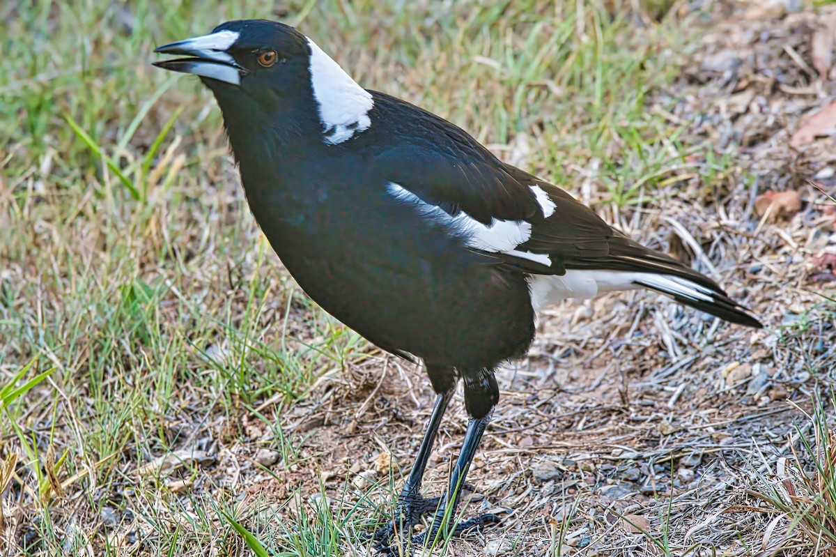 Australian Magpie (Black-backed) - ML624135661