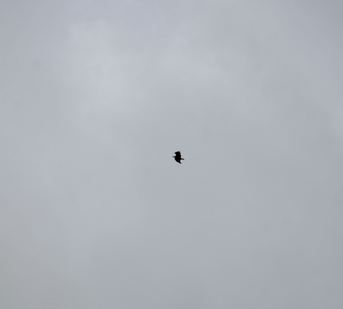 Bald Eagle - ML624135666