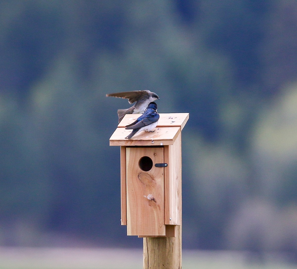 Tree Swallow - ML624135676