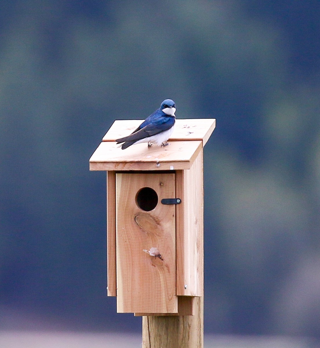 Tree Swallow - ML624135677