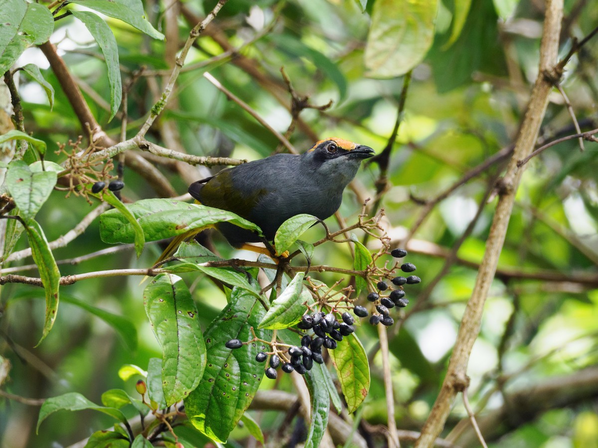Fiery-browed Myna - ML624135697