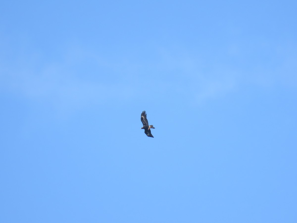 Wedge-tailed Eagle - ML624135704