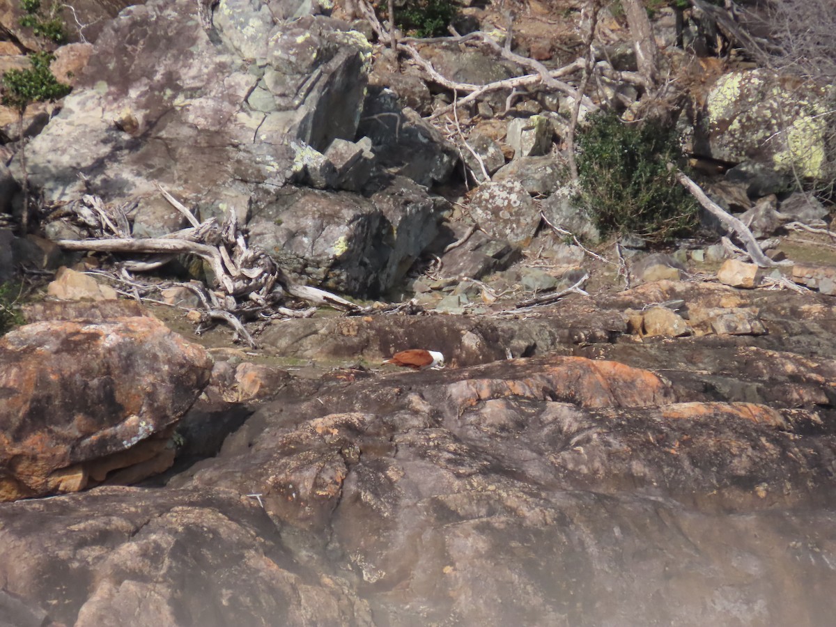 Brahminy Kite - ML624135708