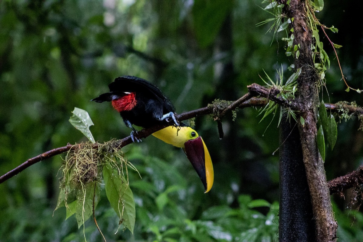 Yellow-throated Toucan - ML624135729