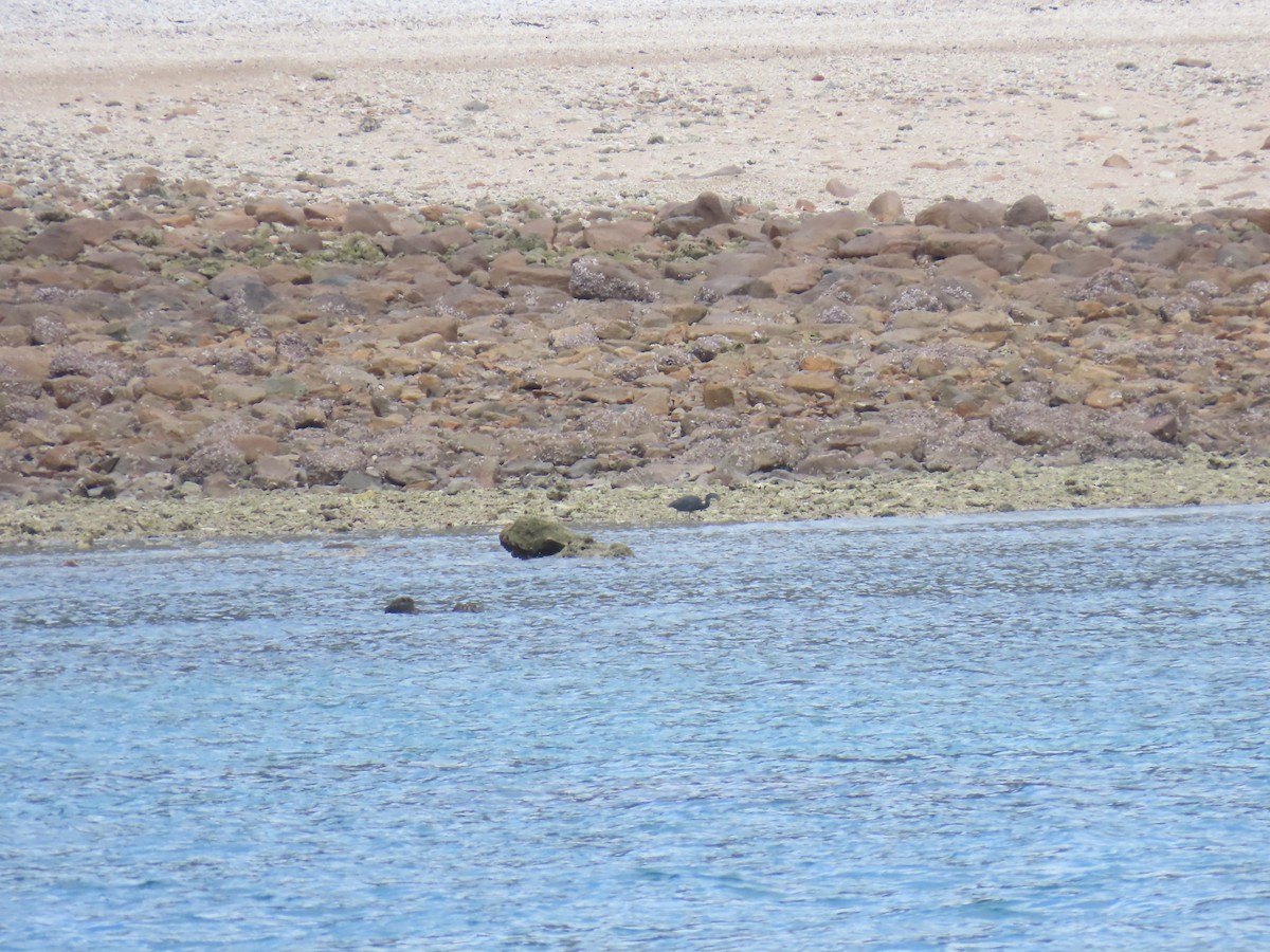 Pacific Reef-Heron - ML624135739