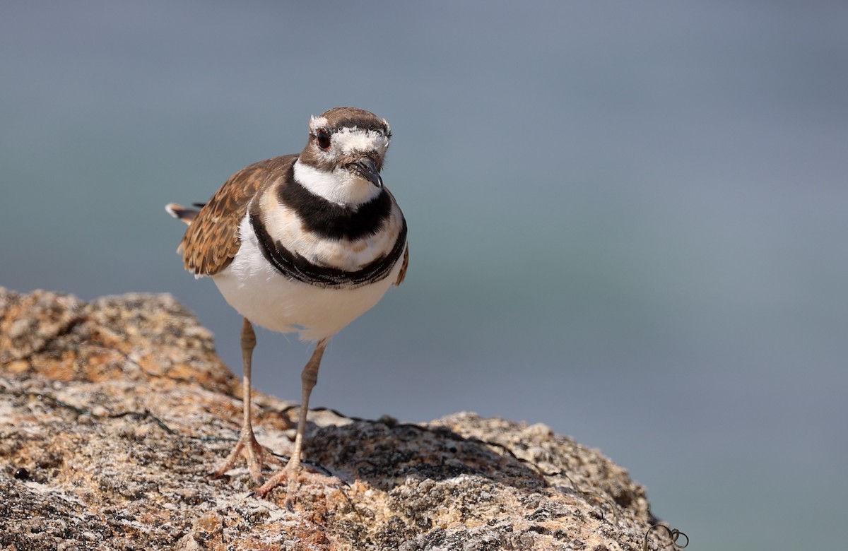 Killdeer - Jeerapa Sookgaew