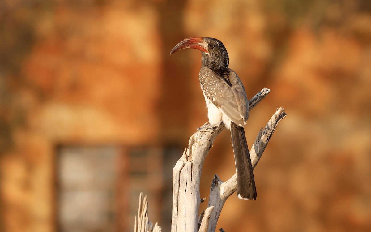 Monteiro's Hornbill - Anne Bielamowicz