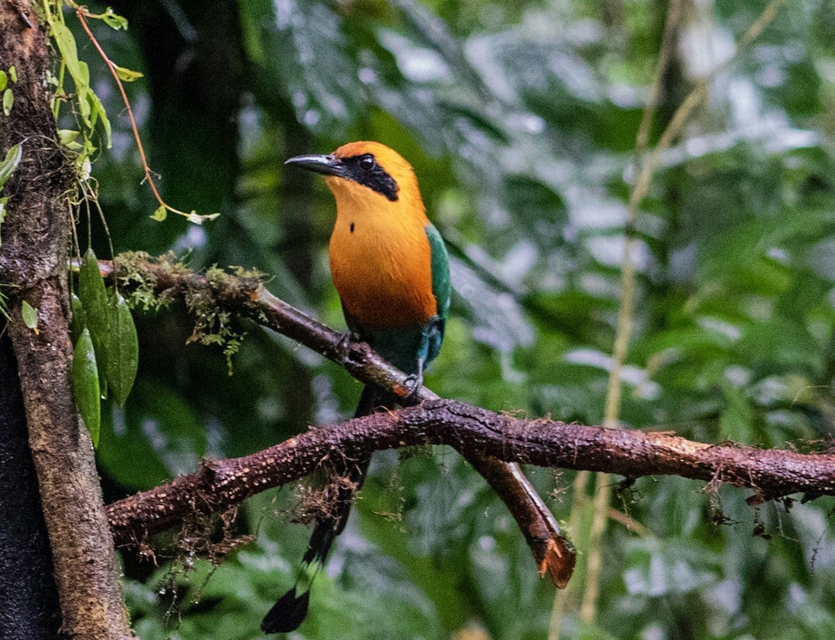 Rufous Motmot - ML624135783