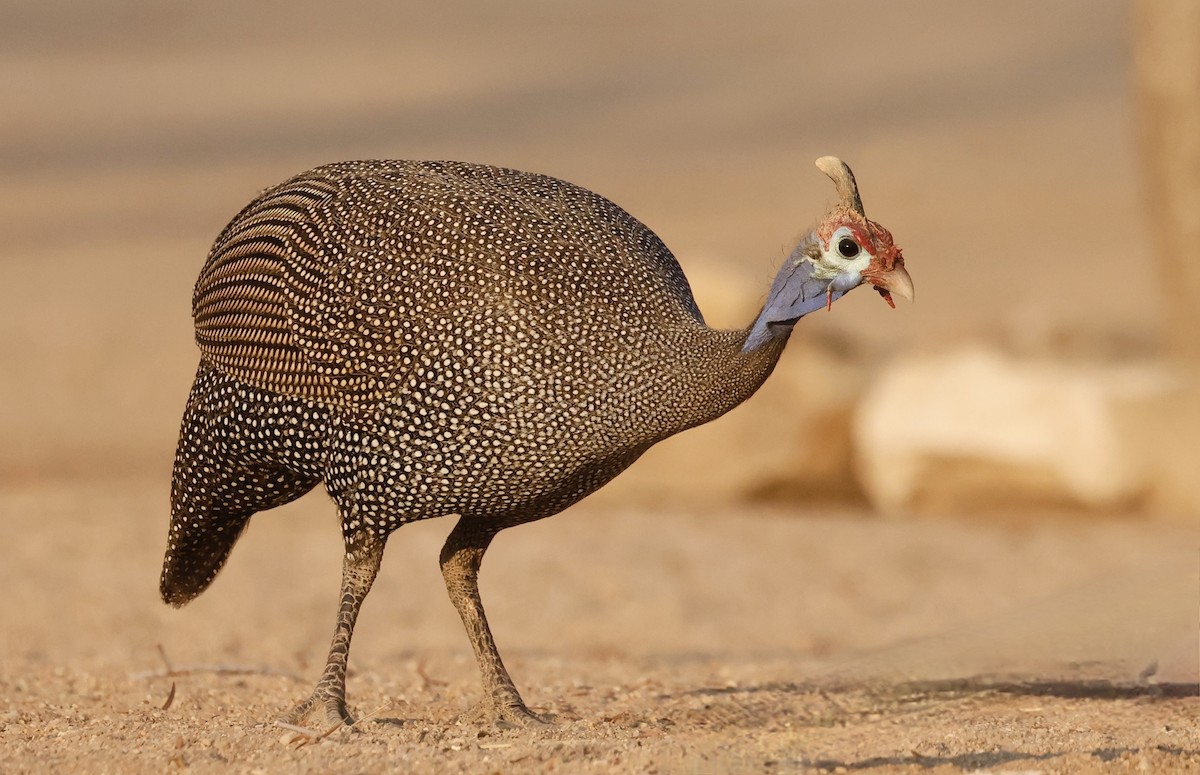 Helmeted Guineafowl - Anne Bielamowicz