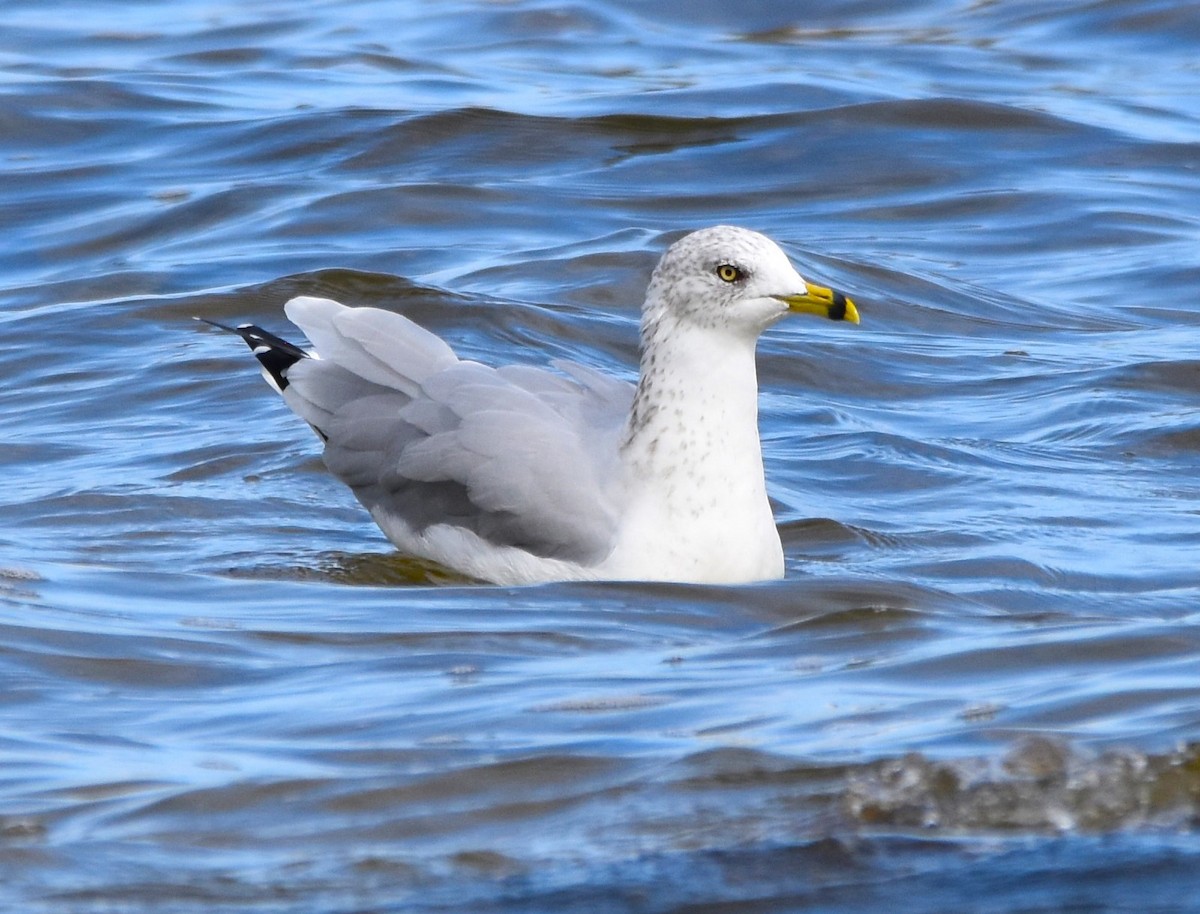 Ring-billed Gull - ML624135800