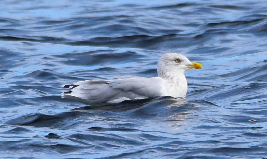 Herring Gull - ML624135810