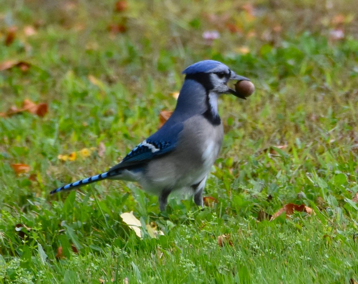 Blue Jay - ML624135821