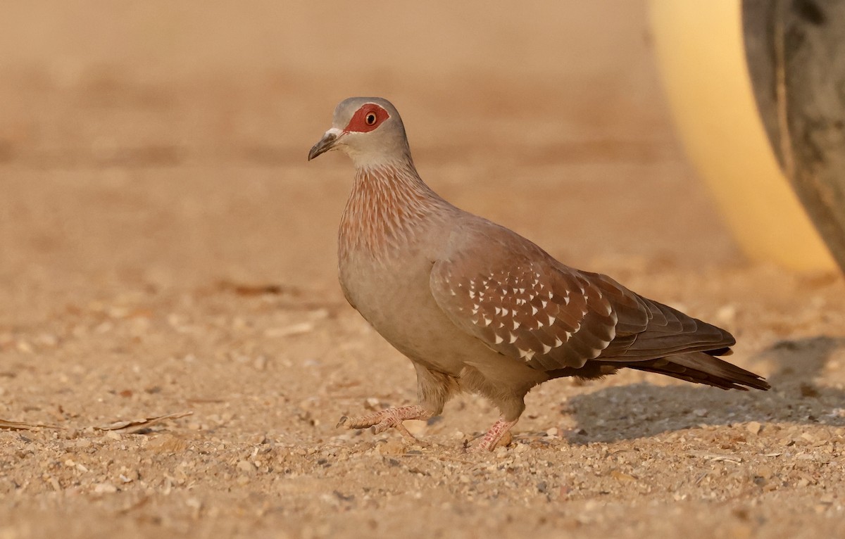 Speckled Pigeon - Anne Bielamowicz