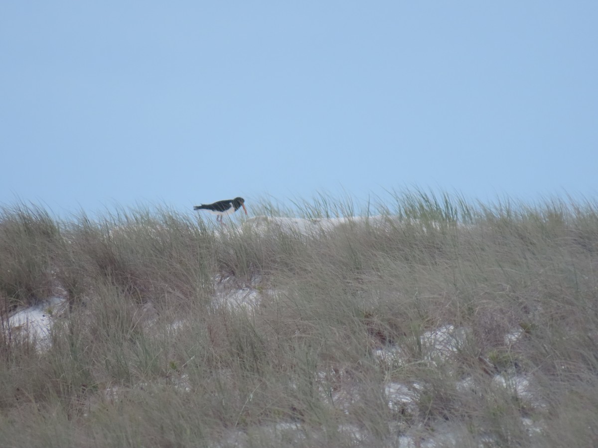 Pied Oystercatcher - ML624135833