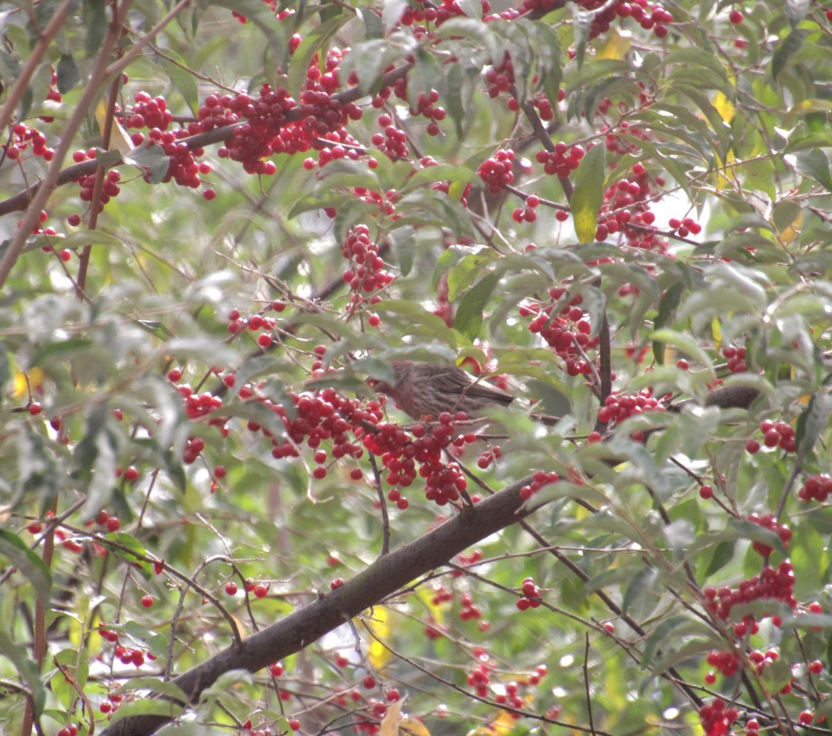 House Finch - ML624135836