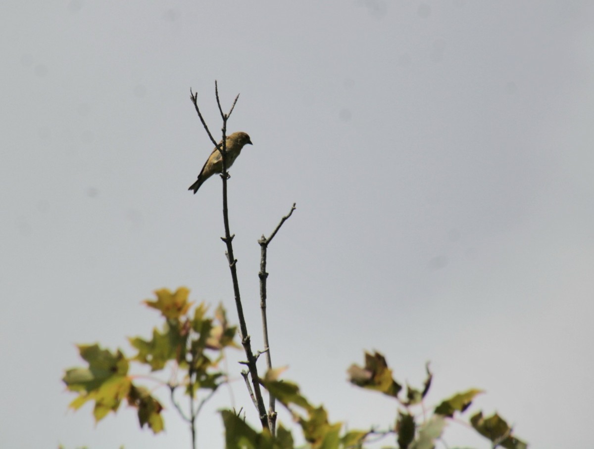 American Goldfinch - ML624135840