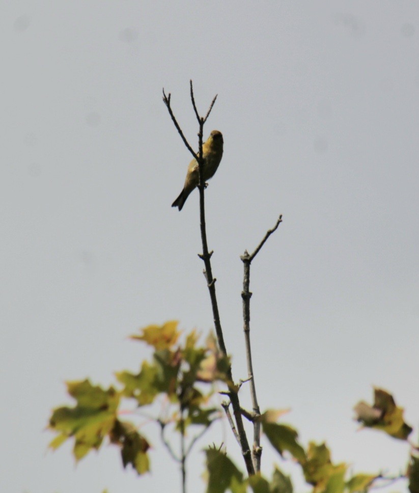 American Goldfinch - ML624135841