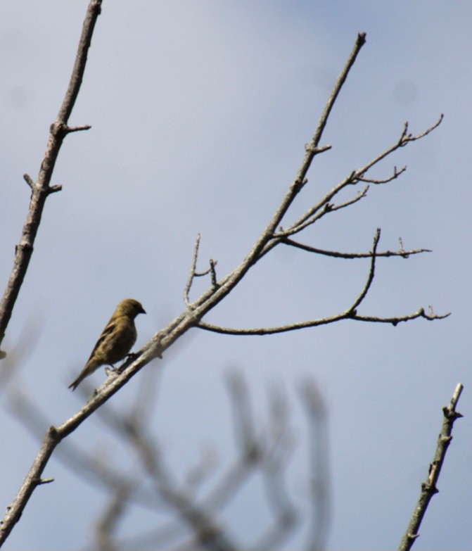 American Goldfinch - ML624135842