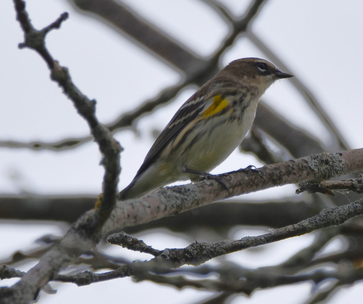 Yellow-rumped Warbler - ML624135843