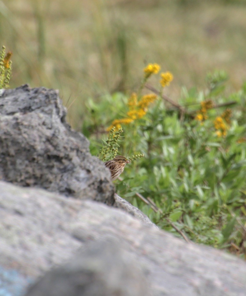 Savannah Sparrow (Savannah) - ML624135856